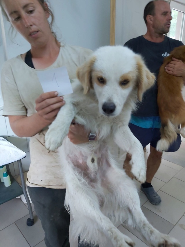 BILBO (ex COMANCHE) - Mâle croisé, de petite taille - né environ en septembre 2017 - adopté par Joanna (44) Comanc10