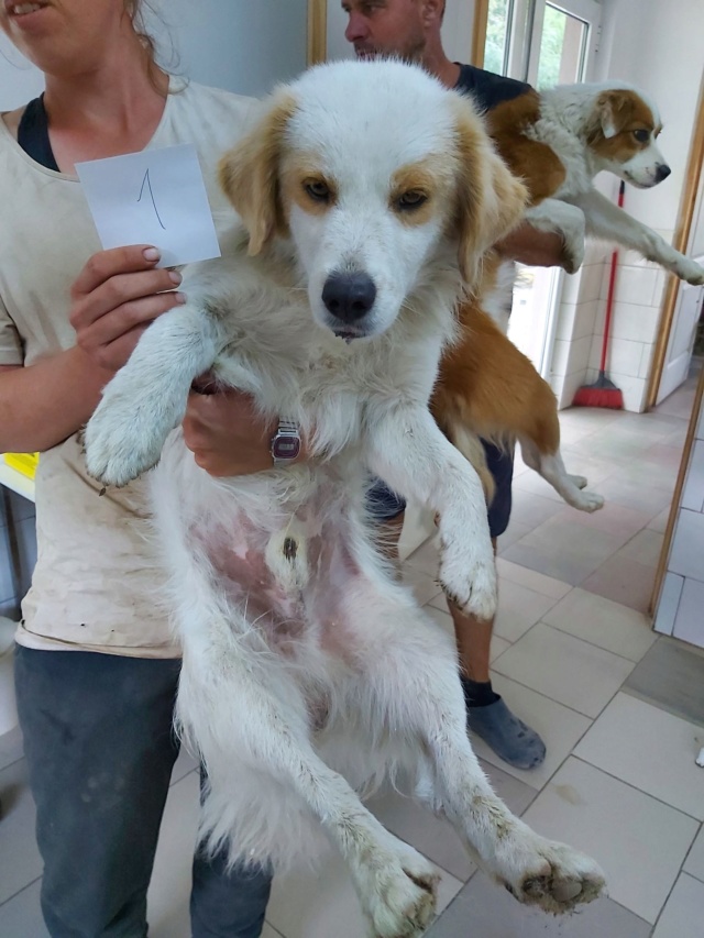 BILBO (ex COMANCHE) - Mâle croisé, de petite taille - né environ en septembre 2017 - adopté par Joanna (44)  Comanc13