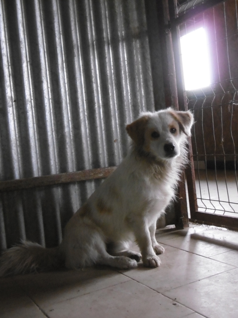 BILBO (ex COMANCHE) - Mâle croisé, de petite taille - né environ en septembre 2017 - adopté par Joanna (44)  Comanc36