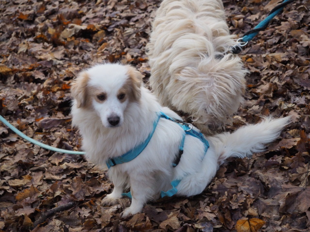 BILBO (ex COMANCHE) - Mâle croisé, de petite taille - né environ en septembre 2017 - adopté par Joanna (44)  Comanc48