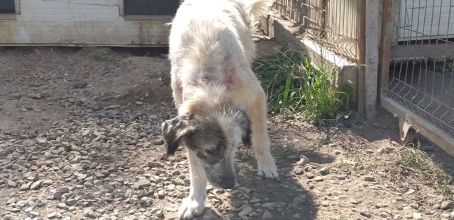 POLLY (ex CORA) - femelle croisée Mioritic de taille moyenne - née environ en juin 2017 - PASCANI - REMEMBER ME LAND - Adoptée par Julie (59) - Retour à l’adoption DECEDEE Cora111