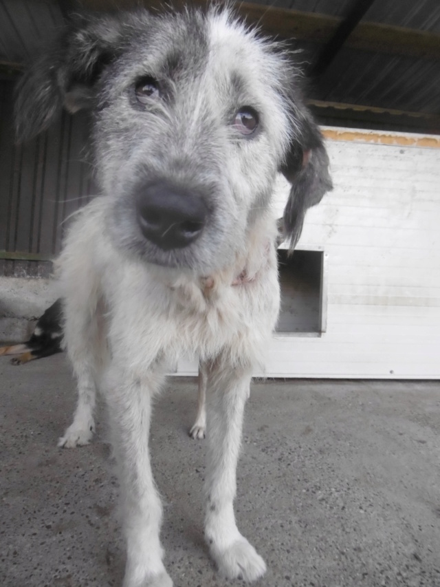 POLLY (ex CORA) - femelle croisée Mioritic de taille moyenne - née environ en juin 2017 - PASCANI - REMEMBER ME LAND - Adoptée par Julie (59) - Retour à l’adoption DECEDEE - Page 2 Cora_810