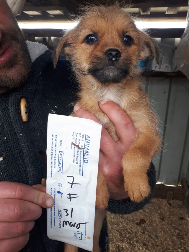 KAYLEE (ex COURTNEY) - chiot femelle, taille petite à l'âge adulte (fourrière de Roman) - Née environ 30 juillet 2019 - REMEMBER ME LAND - Adoptée par Anne (68)  Courtn10