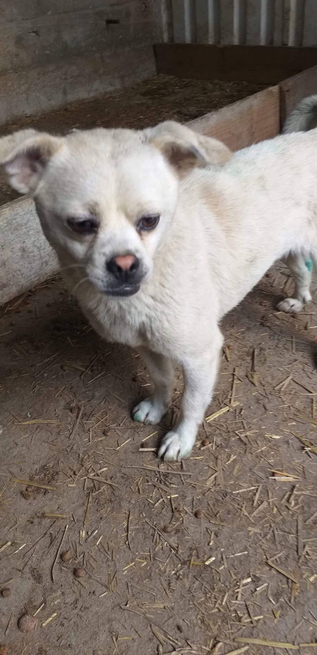 CUPCAKE - mâle, typé pékinois, de petite taille - né environ en juin 2018 - Adopté par Chantal (67) Cupcak13