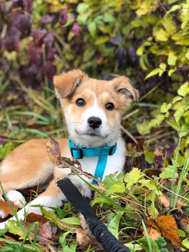 MOLLY (ex CURCUMA) - chiot femelle, de taille petite à moyenne à l'âge adulte - née environ en mi-juillet 2020 - REMEMBER ME LAND - Adoptée par Chloé (84)  Curcum16