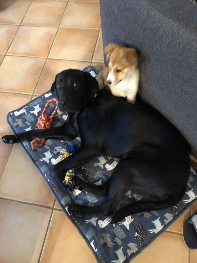 MOLLY (ex CURCUMA) - chiot femelle, de taille petite à moyenne à l'âge adulte - née environ en mi-juillet 2020 - REMEMBER ME LAND - Adoptée par Chloé (84)  Curcum17