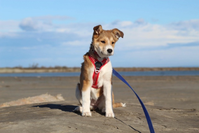 MOLLY (ex CURCUMA) - chiot femelle, de taille petite à moyenne à l'âge adulte - née environ en mi-juillet 2020 - REMEMBER ME LAND - Adoptée par Chloé (84)  Curcum24