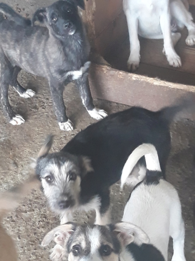 DAISY - femelle croisée griffon taille moyenne adulte née environ mars 2018 - REMEMBER ME LAND - Adoptée par Véronique(Belgique) Daisy110