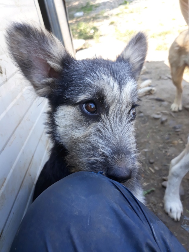 DAISY - femelle croisée griffon taille moyenne adulte née environ mars 2018 - REMEMBER ME LAND - Adoptée par Véronique(Belgique) Daisy12