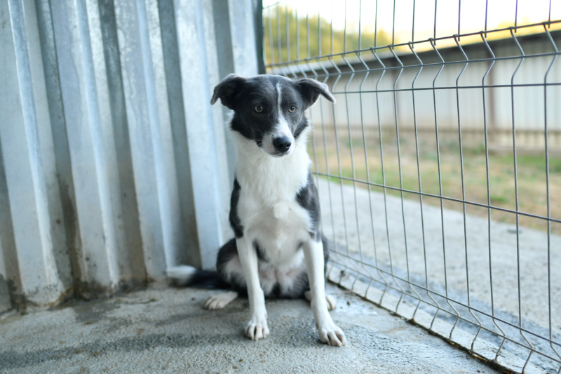 dakota - DAKOTA - femelle croisée Border, taille moyenne, née environ février 2016 - (Pascani) REMEMBER ME LAND - Adoptée par Melody (54) - Page 2 Dakota31