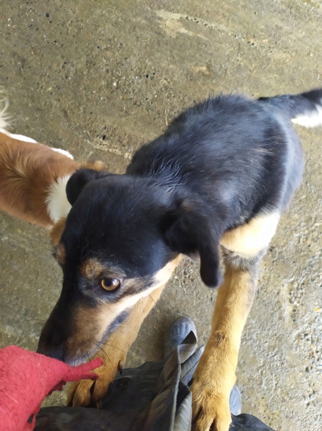 COOKIE (ex DAVANA) - femelle, croisée, de petite taille - née environ mi septembre 2017 - adoptée par Cynthia (67)  Davana15