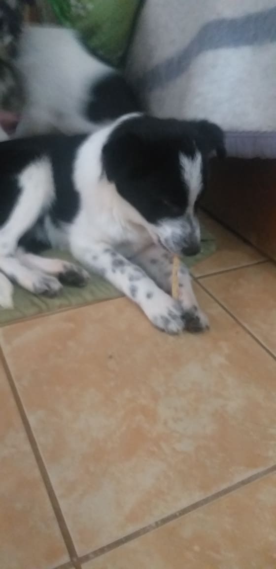 BANGA (ex DUNGA) - chiot femelle, croisée border collie, taille moyenne à l'âge adulte - Née environ avril 2019 - Adoptée par Christophe et Raphaël (69)  Dunga610