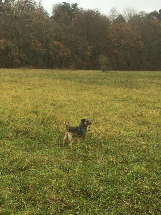 RITA (ex ECOSSE) - femelle, de petite taille - née environ en mai 2017 (fourrière de ROMAN) - REMEMBER ME LAND - Adoptée par Marianna (Suisse)  Ecosse19