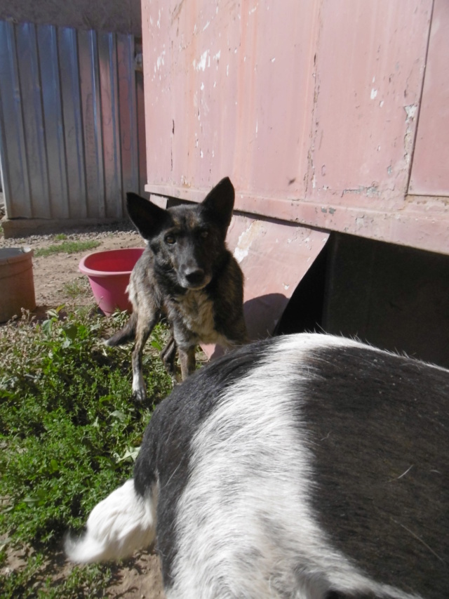 ELFIE - FURY (ex ELFIE) - Femelle croisée de taille moyenne, née en 2010 - PASCANI - REMEMBER ME LAND - adoptée par Amandine Elfie_15