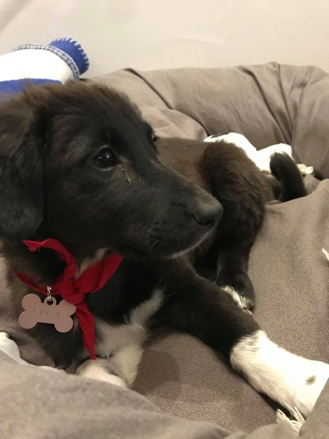 ELLA -  chiot femelle - taille moyenne à l'âge adulte - Née en février 2019 - REMEMBER ME LAND - adoptée par Basile (Belgique) Ella310