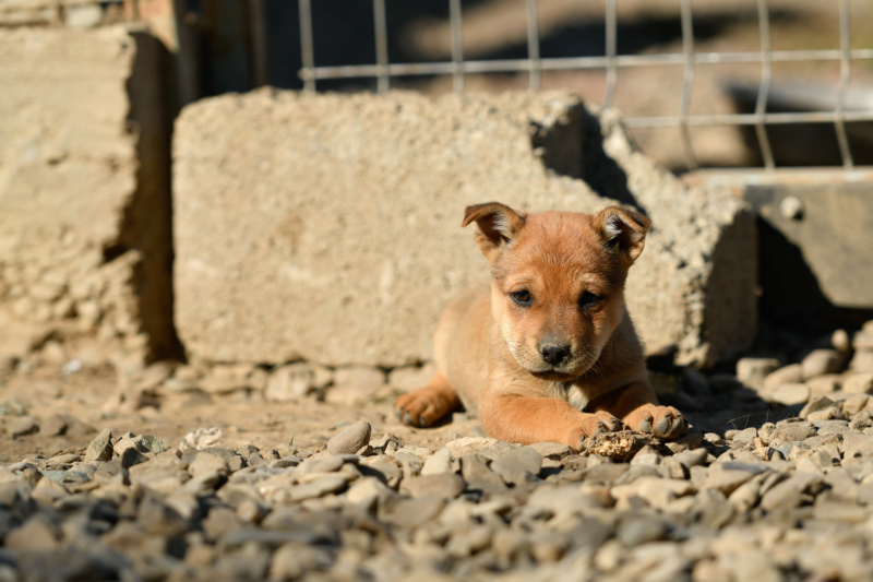 ELLIE - femelle croisée de petite taille adulte, née en juillet 2018 (PASCANI) - REMEMBER ME LAND - réservée adoption par Amanda et Philippe (68) - décédée Ellie12