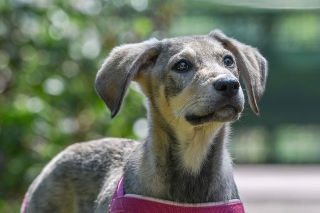 ENYA (ex VERVEINE) - chiot femelle, de taille moyenne à l'âge adulte - née environ en mi-mars 2020 - Adoptée par Jean-Luc (67), l’abandonnent il faut la replacer en urgence- Réservée adoption par Laetitia (Suisse)  Enya10