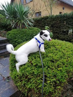 SHERLOCK (ex FANTOMAS) - chiot mâle, de taille moyenne à l'âge adulte - né environ en juin 2020 - Adopté par Nathalie (67) Fantom12