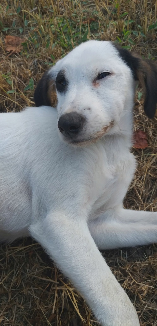 SHERLOCK (ex FANTOMAS) - chiot mâle, de taille moyenne à l'âge adulte - né environ en juin 2020 - Adopté par Nathalie (67) Fantom17