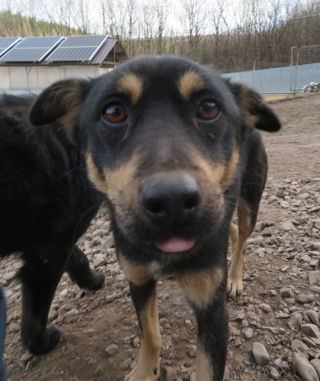 FAUVE - Chiot femelle - taille petite à moyenne - Née environ juin 2019 - REMEMBER ME LAND - Adoptée par Marc (69)  Fauve_20