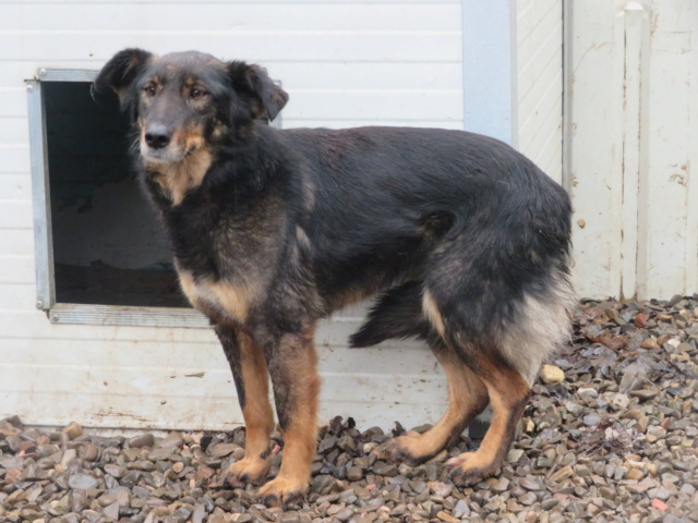 florentina - FLORENTINA !! + de 4 ans de box !! femelle, de taille moyenne, née environ environ février 2015 - REMEMBER ME LAND Floren23