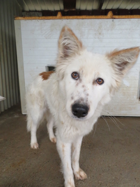 SYRLI (ex FRUMOASA) - Femelle, croisée berger blanc Suisse de taille moyenne, née environ mi janvier 2019 - REMEMBER ME LAND - ADOPTEE PAR GAELLE (Belgique) Frumoa36