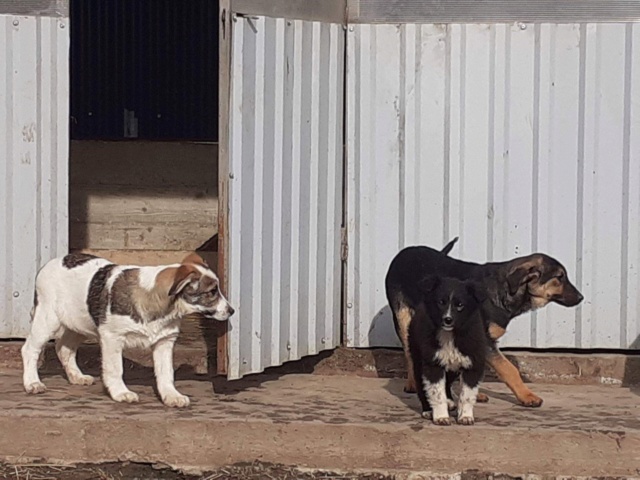 FRUTTI - Chiot femelle - taille moyenne à l'âge adulte - Née mi octobre 2019 - REMEMBER ME LAND - Adoptée par Timothé (56)  Frutti16