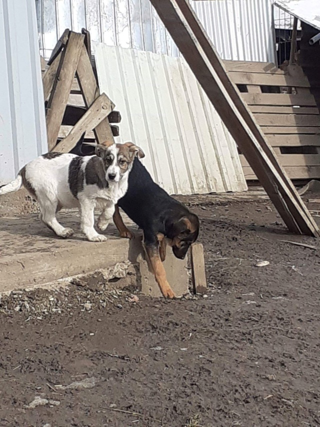 FRUTTI - Chiot femelle - taille moyenne à l'âge adulte - Née mi octobre 2019 - REMEMBER ME LAND - Adoptée par Timothé (56)  Frutti18