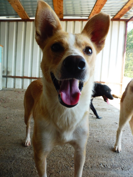 Gabin !! Plus de 4 ans de box !! mâle, né environ en février 2016, taille moyenne - REMEMBER ME LAND - Adopté par Lea et Damien (54) - Page 2 Gabin_11