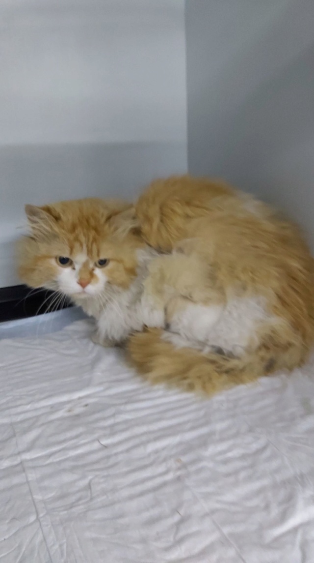 GARFIELD - chat mâle, né environ mai 2018 - Pris en charge par Asso sauvetage animaux (76) - DECEDE Garfie14