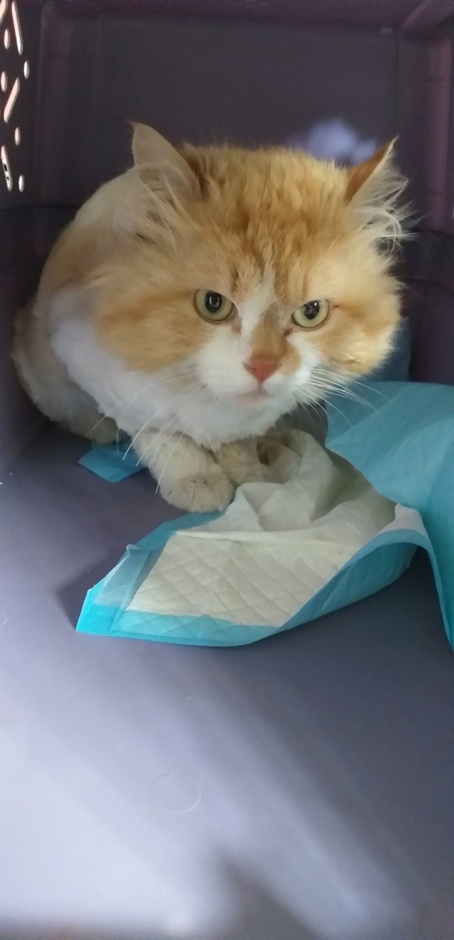 GARFIELD - chat mâle, né environ mai 2018 - Pris en charge par Asso sauvetage animaux (76) - DECEDE Garfie24