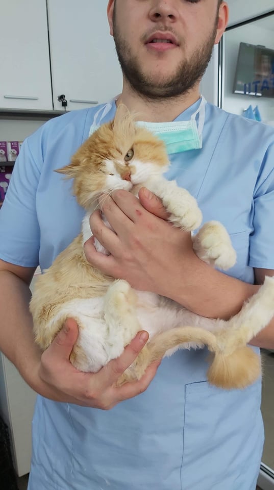 GARFIELD - chat mâle, né environ mai 2018 - Pris en charge par Asso sauvetage animaux (76) - DECEDE Garfie27