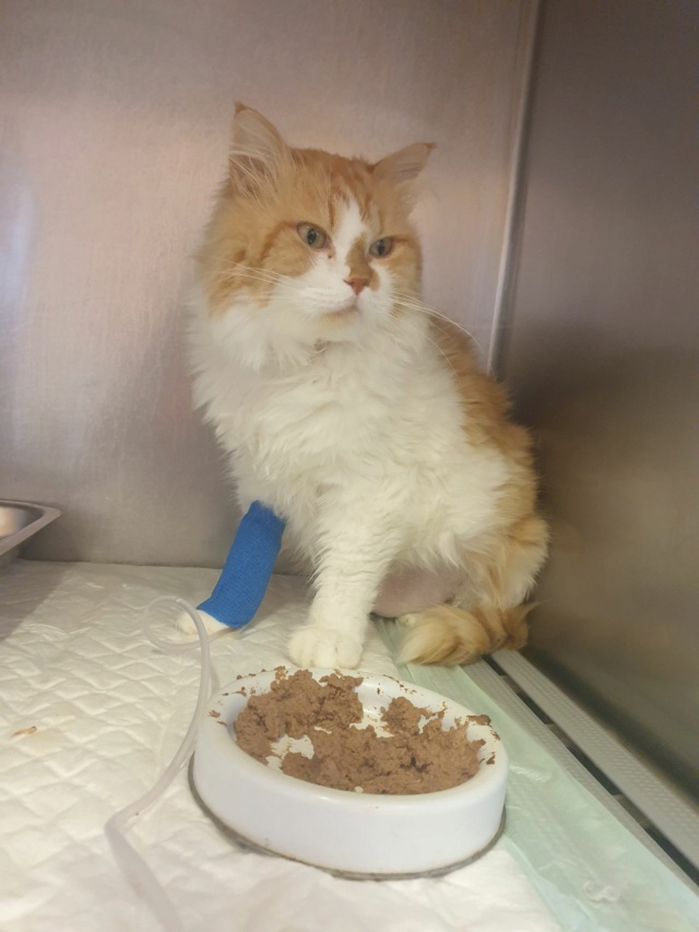 GARFIELD - chat mâle, né environ mai 2018 - Pris en charge par Asso sauvetage animaux (76) - DECEDE Garfie32