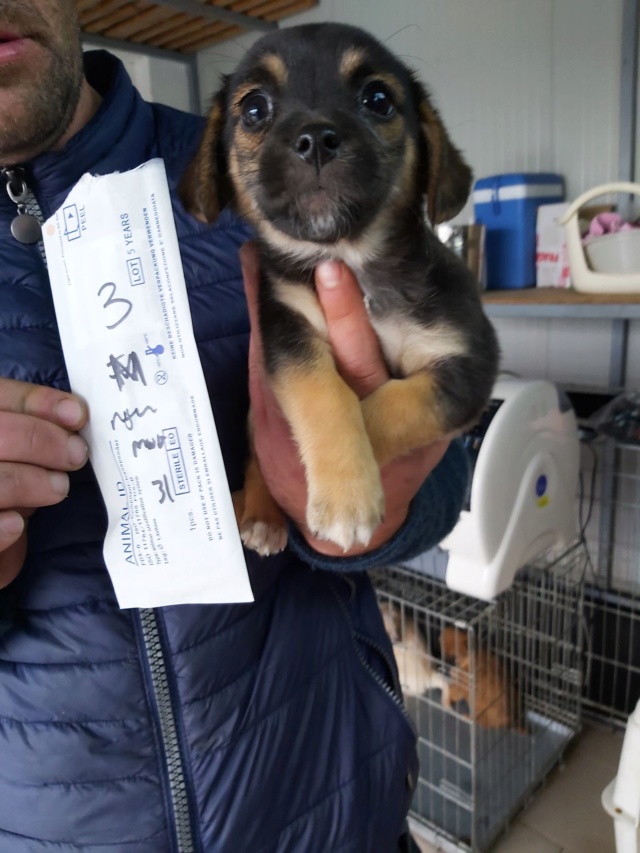 GUIZMO (ex GARGAMEL) - chiot mâle, taille petite à l'âge adulte - Né environ en mi août 2019 - REMEMBER ME LAND - Adopté par Gaëlle (Belgique) Gargam12