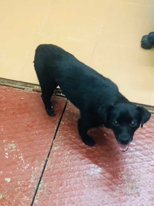 GYNNA - Adorable femelle handicapée, croisée de petite taille (6 kg) - née environ novembre 2017 - à la clinique de Mircea (Bucarest) - Adoptée par Stéphane (69) Ginni610