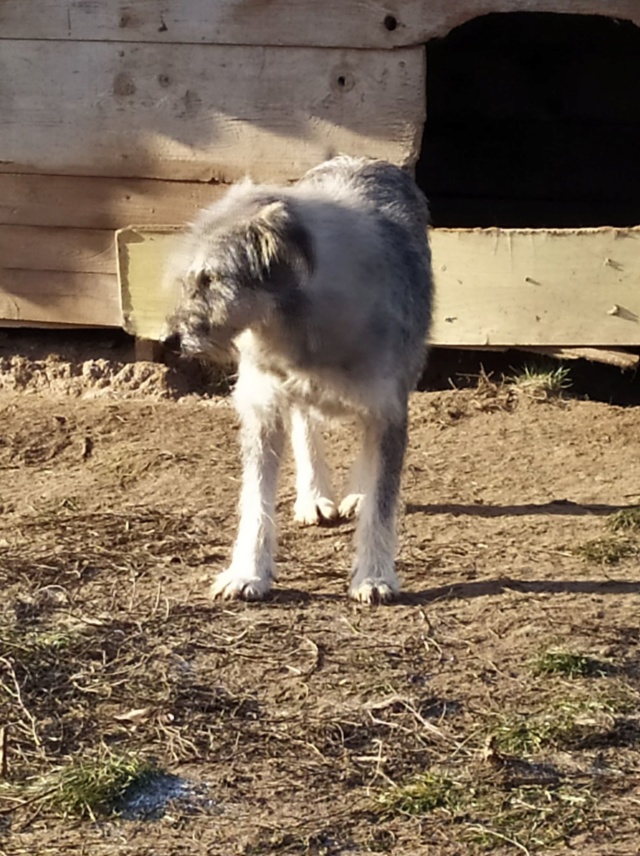 GIPSY !! + DE 3 ANS DE BOX !! femelle croisée de taille moyenne, née environ fin 2016 - REMEMBER ME LAND - Adoptée par Frédérique (Belgique)  - Page 2 Gipsy11