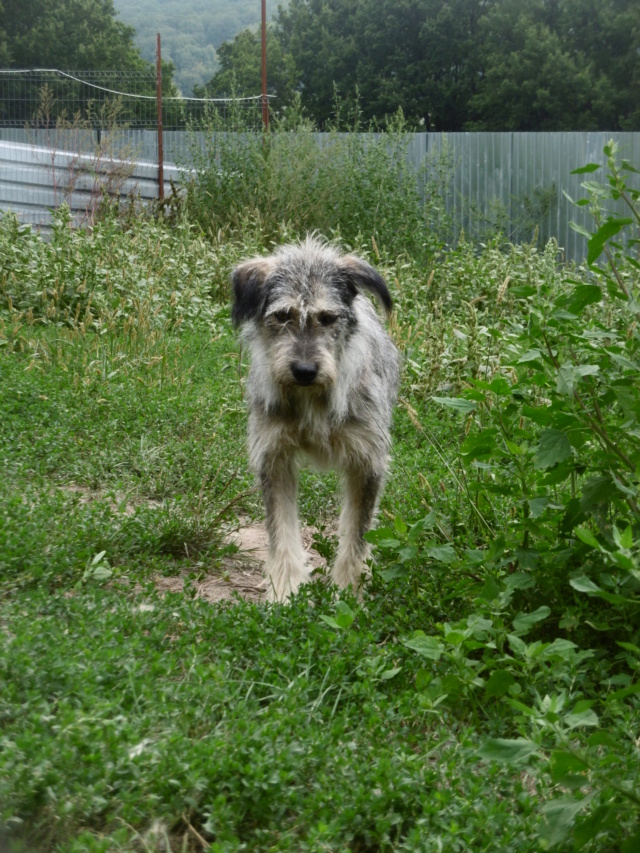 GIPSY !! + DE 3 ANS DE BOX !! femelle croisée de taille moyenne, née environ fin 2016 - REMEMBER ME LAND - Adoptée par Frédérique (Belgique)  - Page 2 Gipsy_19