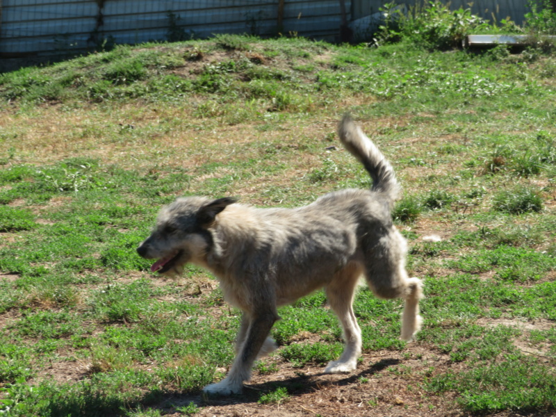 GIPSY !! + DE 3 ANS DE BOX !! femelle croisée de taille moyenne, née environ fin 2016 - REMEMBER ME LAND - Adoptée par Frédérique (Belgique)  - Page 3 Gipsy_42