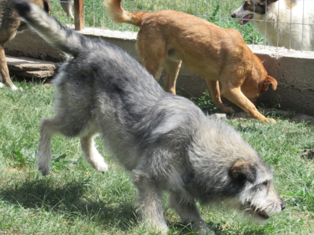  RUBY (ex GITANE) !! PLUS DE 3 ANS DE BOX !! femelle croisée de taille moyenne, née environ en 2015 - REMEMBER ME LAND - ADOPTEE PAR SAMY et GWENDOLINE (73) Gitane10