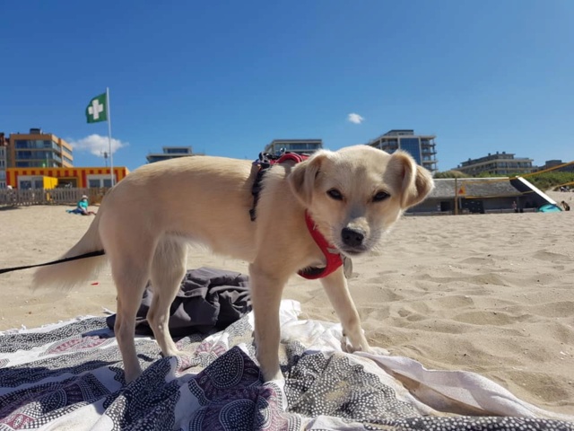 GLORY - chiot femelle, de petite taille à moyenne adulte, née environ fin avril 2019 - adoptée par Aurore (Belgique)  - Page 3 Glory18