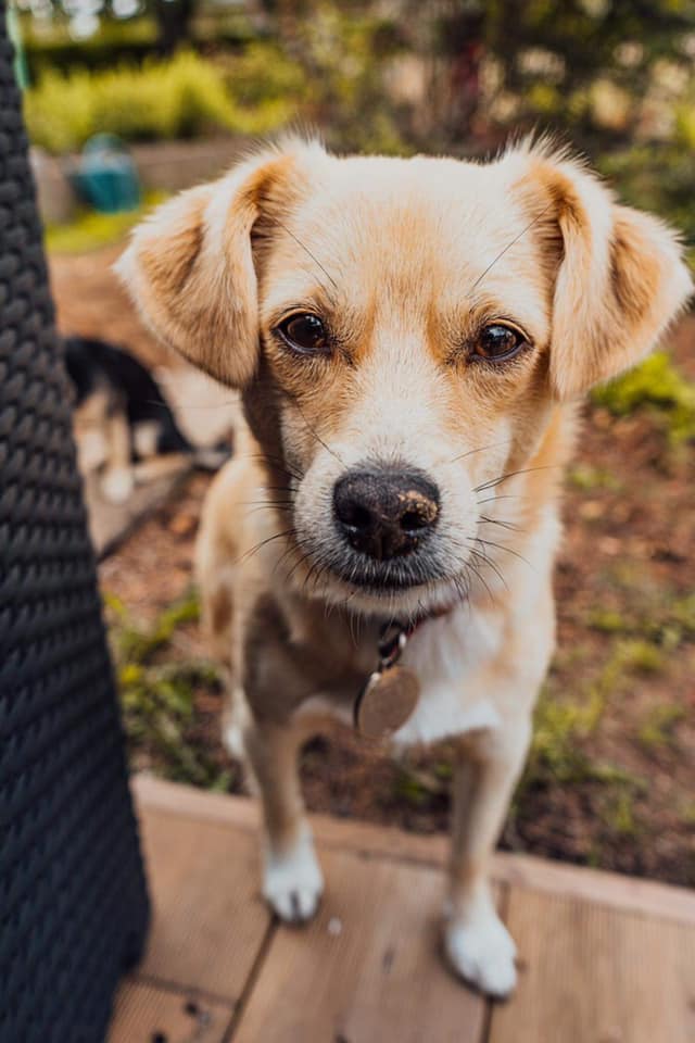 GLORY - chiot femelle, de petite taille à moyenne adulte, née environ fin avril 2019 - adoptée par Aurore (Belgique)  - Page 3 Glory214