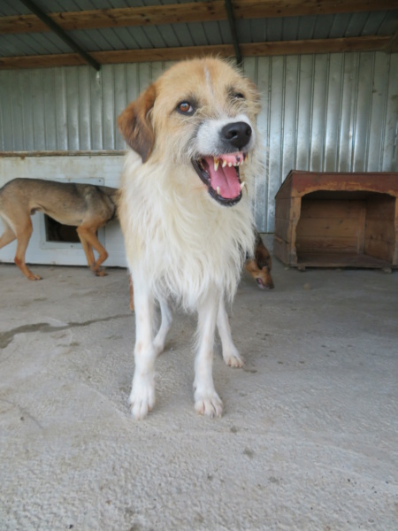 STARK (ex GREYJOY) !! PLUS DE 4 ANS DE BOX !! mâle croisé de taille moyenne, né environ en  avril2014 - REMEMBER ME LAND - Adopté par Pauline (4670 - Belgique)  - Page 3 Greyjo53