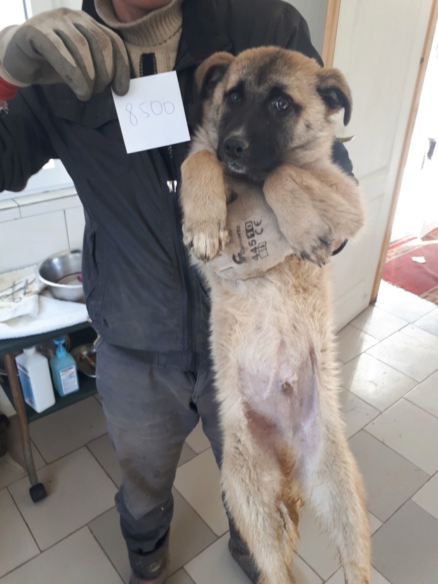 HEROS -  chiot mâle de taille moyenne à l'âge adulte, né environ en octobre 2018 - adopté par Tessa (63) Heros11