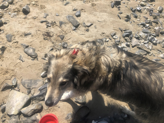 HIDALGO - mâle croisé chien Loup Tchécoslovaque de taille moyenne adulte, né en mars/avril 2017 (PASCANI) - EN FA CHEZ LUMINITA - Adopté par Reva et Pierrick (depart 02)  Hidalg11