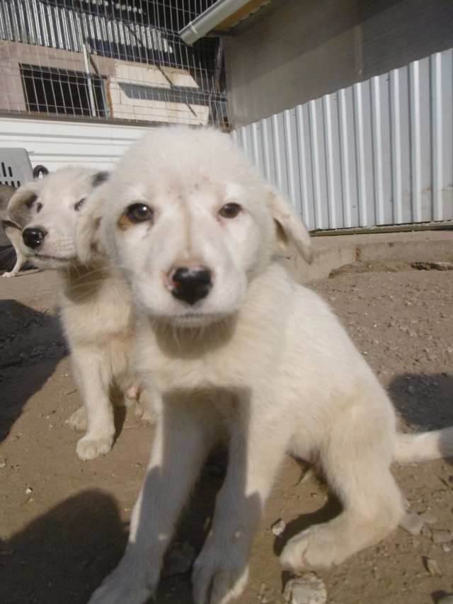 MEÏKA (ex HIMALAYA) - Chiot femelle - taille moyenne à l'âge adulte - Née environ mi juin 2019 - REMEMBER ME LAND - ADOPTEE PAR TIMOTHEE (86) Himala14