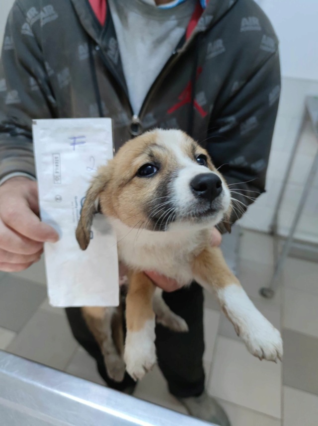 SWEETY (ex HIPPY) - chiot femelle, de taille petite à moyenne à l'âge adulte - née environ en mi juillet 2020 - REMEMBER ME LAND -Adoptée par Sophie (67)  Hippy210