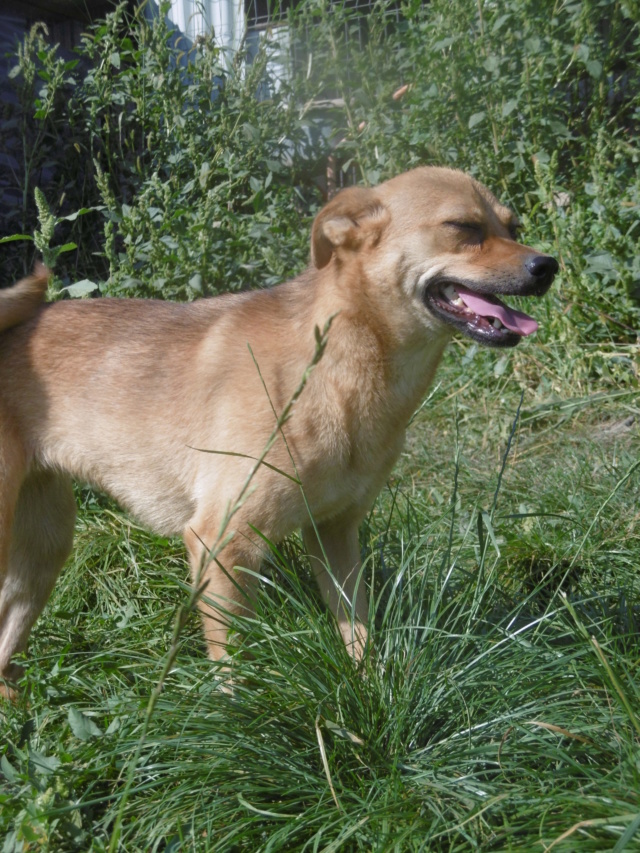 HIRONDELLE - Jolie femelle de petite taille (10 kg) - née environ en juin 2018 - adoptée par Sophie (67)  Hirond15