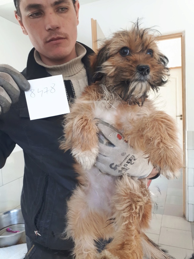 SCRUFFY (ex HOLLY) - chiot femelle, de taille moyenne à l'âge adulte, née en novembre 2018 - REMEMBER ME LAND - Adoptée par Véronique et Alain (Luxembourg) Holly110