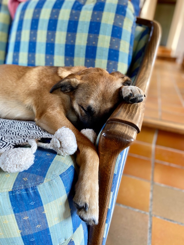 MASHA (ex TCHIKITA), chiot femelle croisée, née environ février 2019 - Refuge Alina et Anda - Adoptée par Stéphanie (depart60) Img_5119