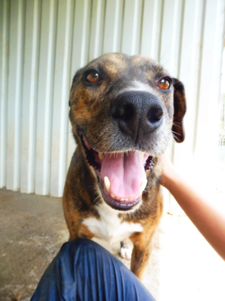 JANGO - mâle croisé de taille moyenne, né en 2015. Sociable (PASCANI) - adopté en Roumanie Jango_13